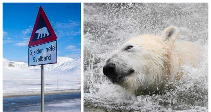 Isbjörn, Svalbard, TT